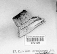 Image of Chaenotheca stemonea